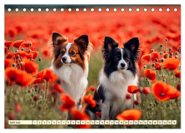 Produktbild: Papillon - bringt jedes Herz zum Schmelzen (Tischkalender 2026 DIN A5 quer), CALVENDO Monatskalender