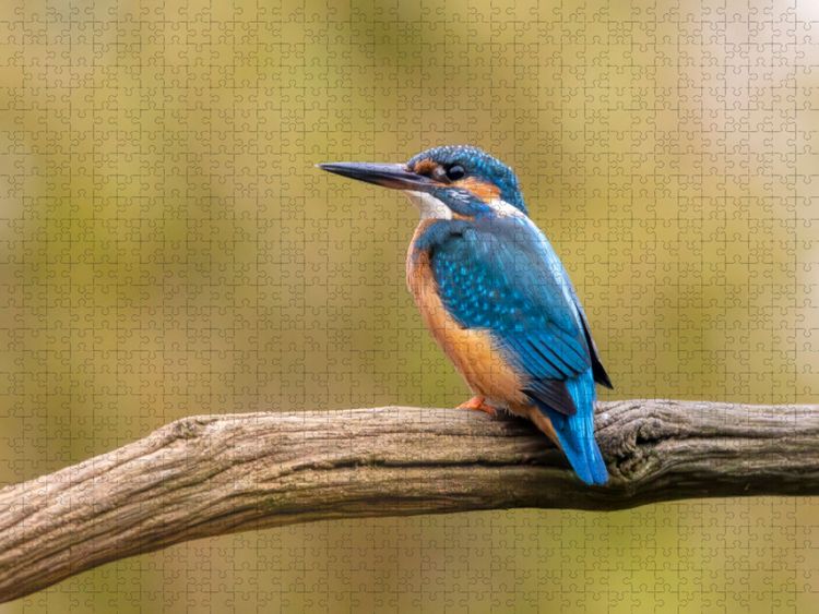Produktbild: CALVENDO Puzzle Eisvogel im Antlitz auf seinem Ast | 1000 Teile Lege-Gr&ouml;&szlig;e 64x48cm Foto-Puzzle f&uuml;r gl&uuml;ckliche Stunden