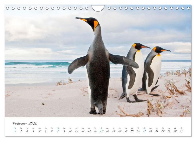 Produktbild: Tierisches von den Falklandinseln (Wandkalender 2026 DIN A4 quer), CALVENDO Monatskalender