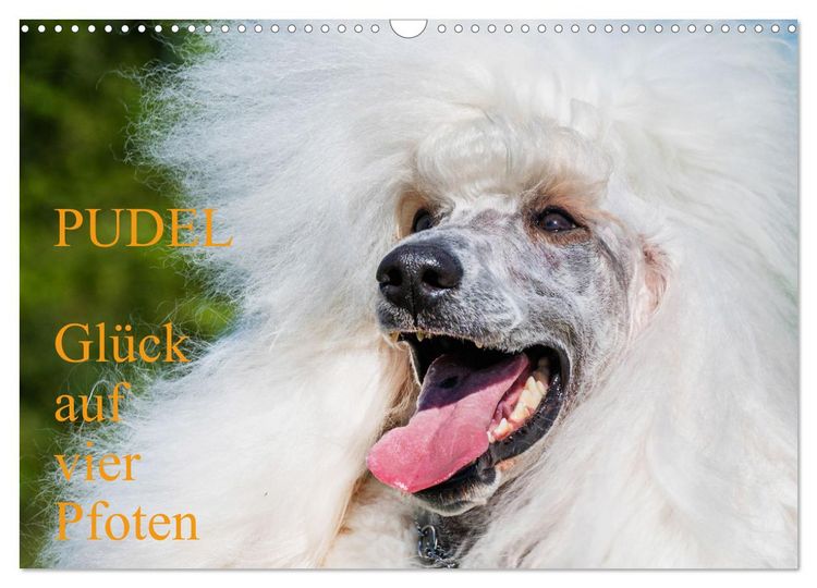 Produktbild: Pudel - Gl&uuml;ck auf vier Pfoten (Wandkalender 2026 DIN A3 quer), CALVENDO Monatskalender