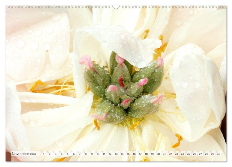 Produktbild: PFINGSTROSEN Rosen ohne Dornen (hochwertiger Premium Wandkalender 2026 DIN A2 quer), Kunstdruck in Hochglanz