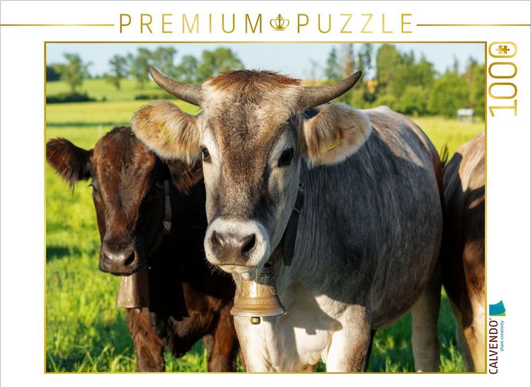 Produktbild: CALVENDO Puzzle Zwei K&uuml;he mit Glocken stehen auf einer gr&uuml;nen Wiese im Unterallg&auml;u | 1000 Teile Lege-Gr&ouml;&szlig;e 64x48cm Foto-Puzzle f&uuml;r gl&uuml;ckliche Stunden