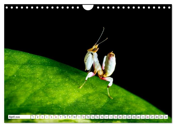 Produktbild: Queens of the Insect World (Wall Calendar 2026 DIN A4 landscape), CALVENDO 12 Month Wall Calendar