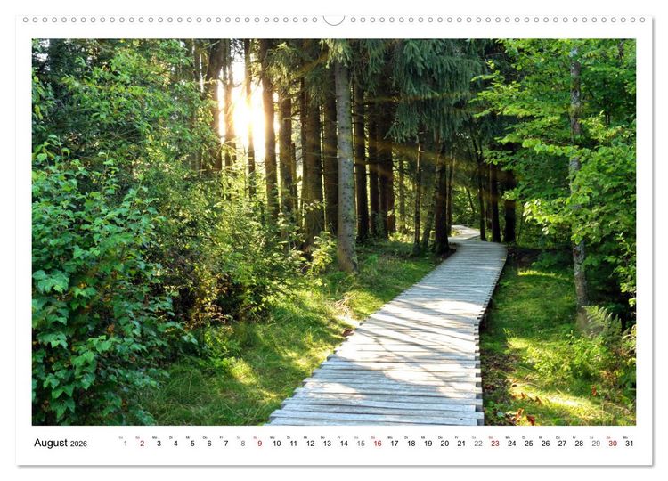Produktbild: Mein Sehnsuchtsort, der heimische Wald (Wandkalender 2026 DIN A2 quer), CALVENDO Monatskalender