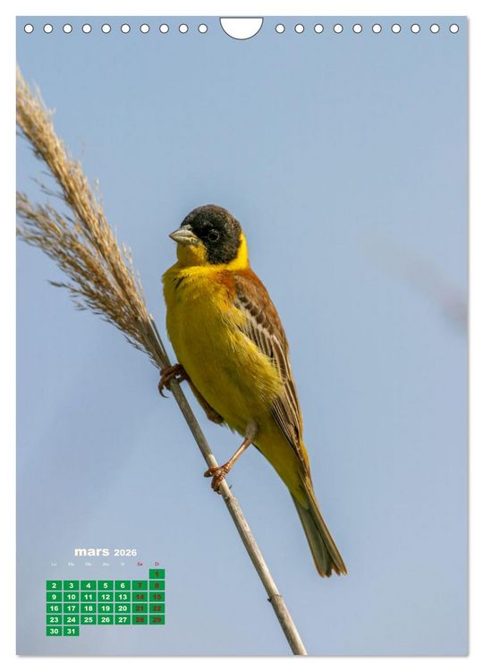 Produktbild: Lesbos l'&icirc;le aux oiseaux (Calendrier mural 2026 DIN A4 horizontal), CALVENDO calendrier mensuel