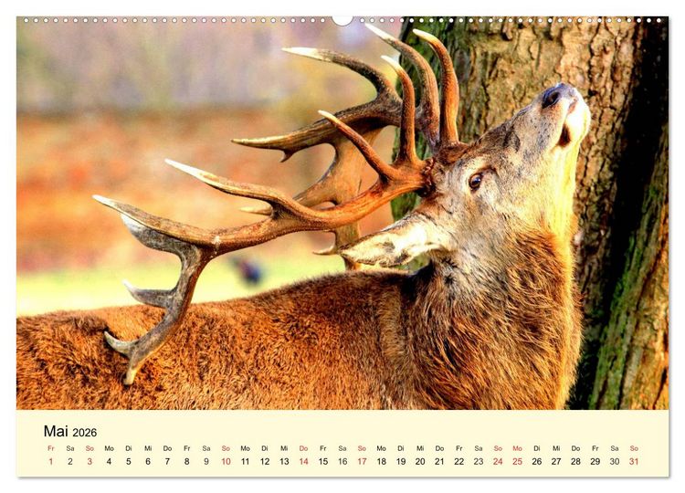 Produktbild: Scheue Wildtiere in heimischen W&auml;ldern und Bergen (hochwertiger Premium Wandkalender 2026 DIN A2 quer), Kunstdruck in Hochglanz