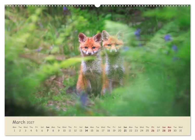 Produktbild: Wild encounters &ndash; Moments in the heart of nature (High Quality Premium Wall Calendar 2027 DIN A2 landscape),CALVENDO 12 Month Wall Calendar