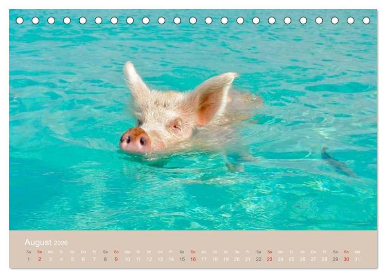 Produktbild: Schwimmende Schweine auf den Bahamas! (Tischkalender 2026 DIN A5 quer), CALVENDO Monatskalender