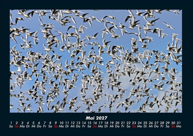 Produktbild: Welt der V&ouml;gel 2027 Fotokalender DIN A4