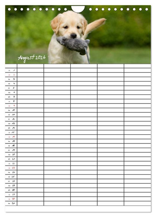 Produktbild: Familienplaner: Golden Retriever Welpen (Wandkalender 2026 DIN A4 hoch), CALVENDO Monatskalender
