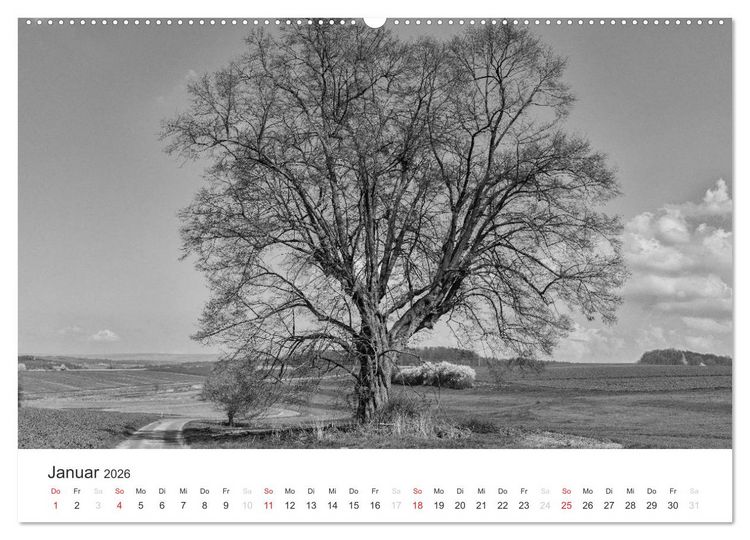 Produktbild: B&auml;ume - Natursch&ouml;nheiten in schwarz-wei&szlig; (Wandkalender 2026 DIN A2 quer), CALVENDO Monatskalender