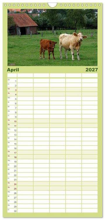 Produktbild: Familienplaner 2027 - Muuuhhh! mit 5 Spalten (Wandkalender, 21 x 45 cm) CALVENDO