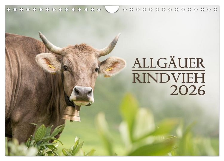 Produktbild: Allg&auml;uer Rindvieh 2026 (Wandkalender 2026 DIN A4 quer), CALVENDO Monatskalender