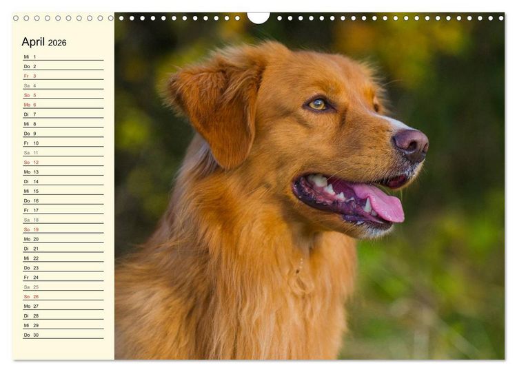 Produktbild: Toll, toll, Toller (Wandkalender 2026 DIN A3 quer), CALVENDO Monatskalender