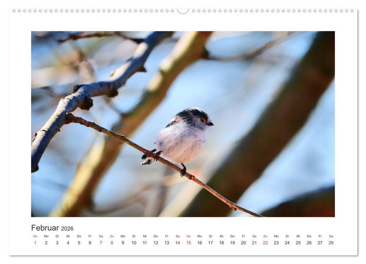 Produktbild: Gefiederte Garteng&auml;ste, Schwanzmeisen (hochwertiger Premium Wandkalender 2026 DIN A2 quer), Kunstdruck in Hochglanz