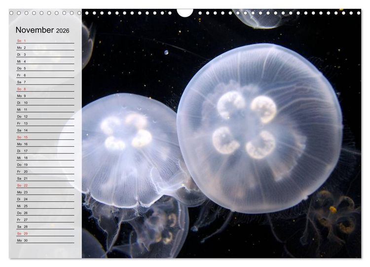 Produktbild: Quallen. Die Welt der Medusen (Wandkalender 2026 DIN A3 quer), CALVENDO Monatskalender