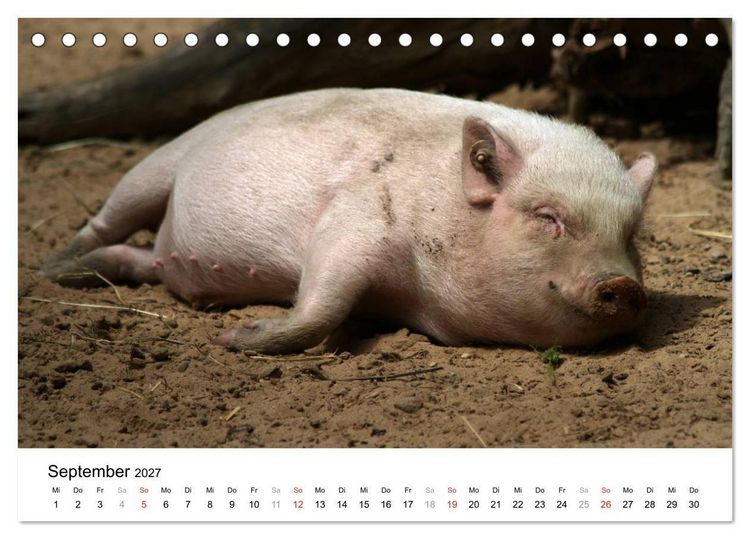 Produktbild: Schwein gehabt! (Tischkalender 2027 DIN A5 quer), CALVENDO Monatskalender