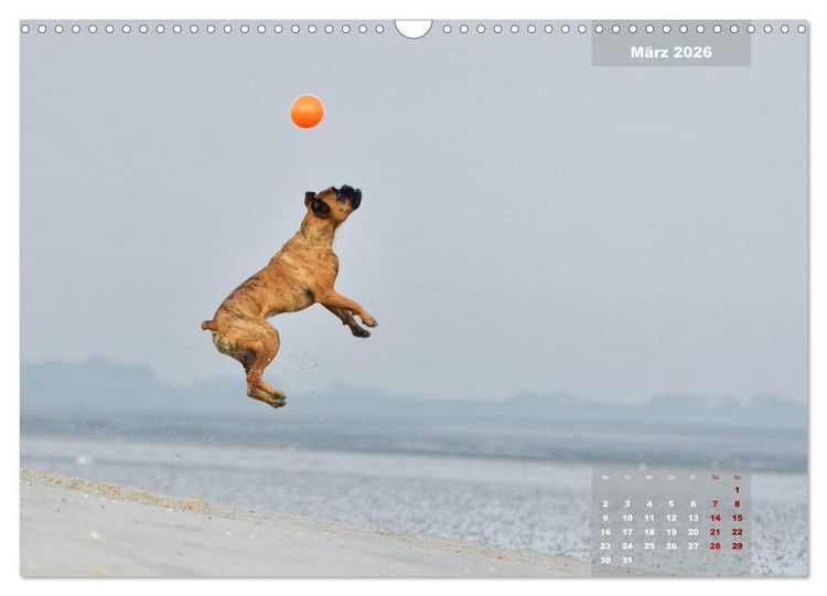 Produktbild: Typisch Boxer (Wandkalender 2026 DIN A3 quer), CALVENDO Monatskalender