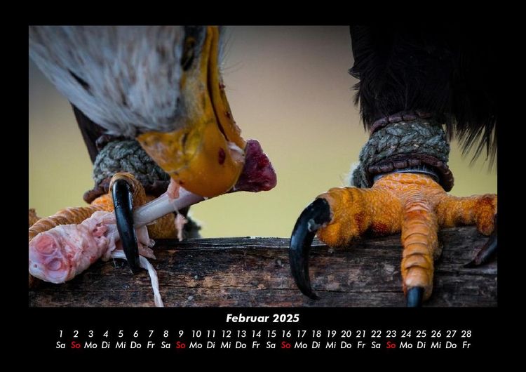 Produktbild: Adler 2025 Fotokalender DIN A3