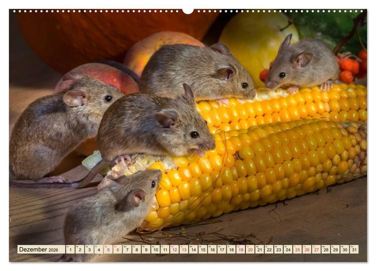 Produktbild: Kleiner Nager - Maus (hochwertiger Premium Wandkalender 2026 DIN A2 quer), Kunstdruck in Hochglanz