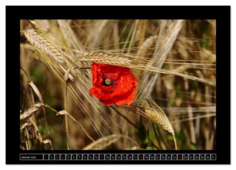Produktbild: Roter Mohn, bunte Wiesen (Wandkalender 2026 DIN A4 quer), CALVENDO Monatskalender
