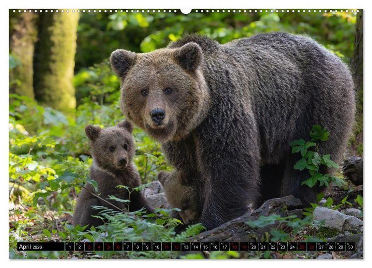 Produktbild: Lautlos in den W&auml;ldern Sloweniens (hochwertiger Premium Wandkalender 2026 DIN A2 quer), Kunstdruck in Hochglanz