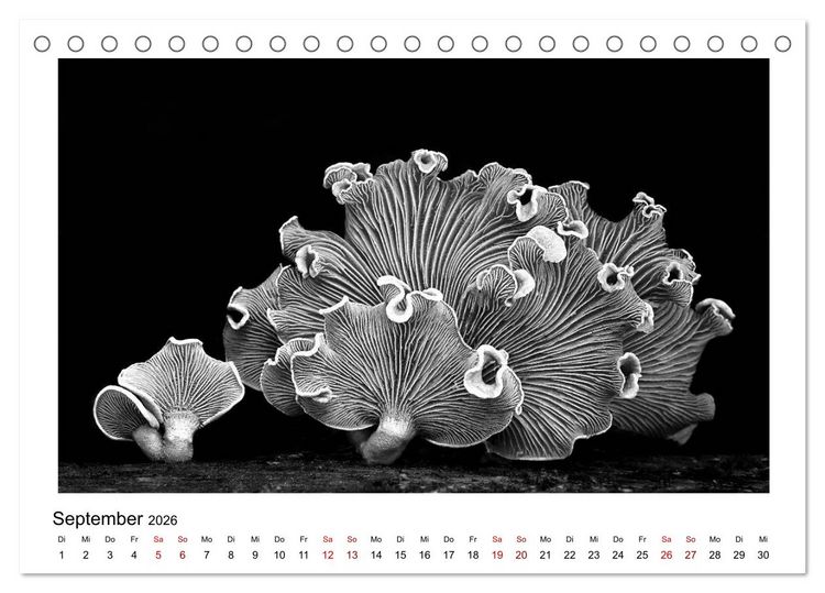 Produktbild: Die grafische Sch&ouml;nheit der Pflanzen &ndash; Schwarz-Wei&szlig; (Tischkalender 2026 DIN A5 quer), CALVENDO Monatskalender