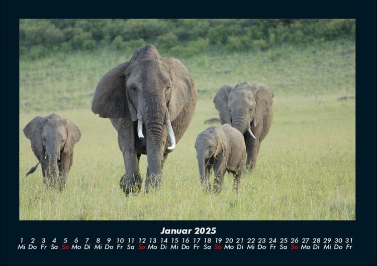 Produktbild: Der Elefantenkalender 2025 Fotokalender DIN A4