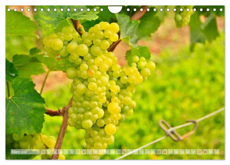 Produktbild: Wein- und Rebsorten aus Rheinland-Pfalz (Wandkalender 2026 DIN A4 quer), CALVENDO Monatskalender