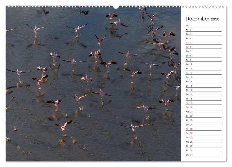 Produktbild: Flamingo Impressionen 2026 (Wandkalender 2026 DIN A2 quer), CALVENDO Monatskalender