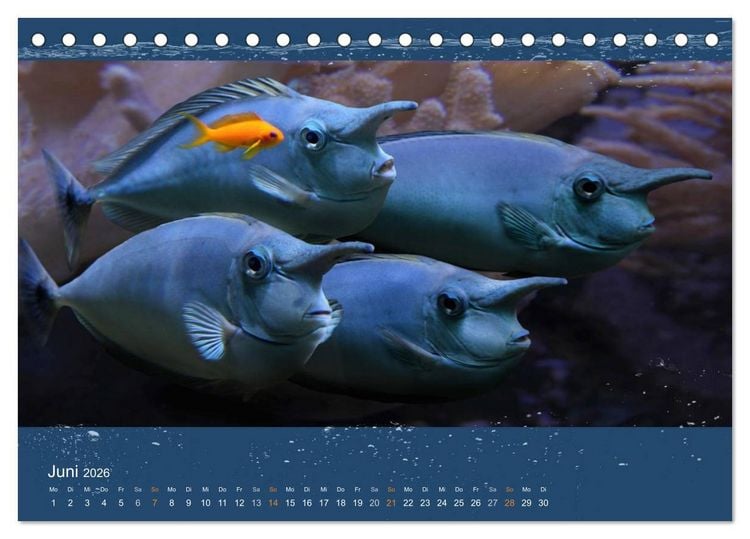 Produktbild: Korallenfische im Lichtschimmer des Meeres (Tischkalender 2026 DIN A5 quer), CALVENDO Monatskalender