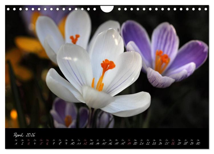 Produktbild: Florales Sonett - Visuelle Musik der Blumen (Wandkalender 2026 DIN A4 quer), CALVENDO Monatskalender