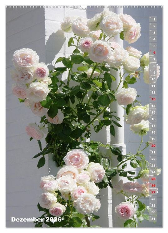 Produktbild: Sch&ouml;nste Rosen (hochwertiger Premium Wandkalender 2026 DIN A2 hoch), Kunstdruck in Hochglanz