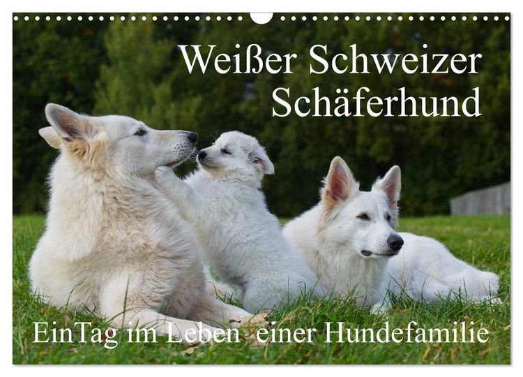 Produktbild: Wei&szlig;er Schweizer Sch&auml;ferhund - Ein Tag im Leben einer Hundefamilie (Wandkalender 2026 DIN A3 quer), CALVENDO Monatskalender