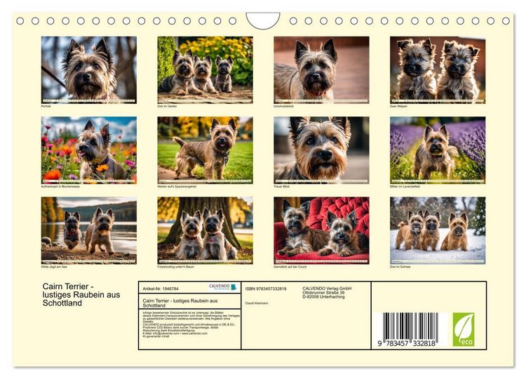 Produktbild: Cairn Terrier - lustiges Raubein aus Schottland (Wandkalender 2026 DIN A4 quer), CALVENDO Monatskalender
