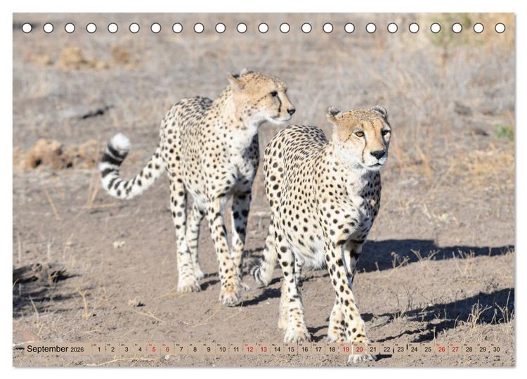 Produktbild: Geparden - schnelle J&auml;ger (Tischkalender 2026 DIN A5 quer), CALVENDO Monatskalender
