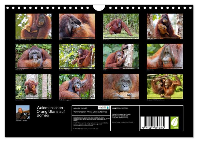 Produktbild: Waldmenschen - Orang Utans auf Borneo (Wandkalender 2026 DIN A4 quer), CALVENDO Monatskalender
