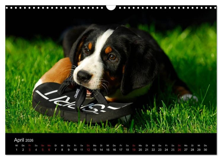 Produktbild: Welpen 2026 (Wandkalender 2026 DIN A3 quer), CALVENDO Monatskalender