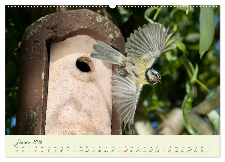 Produktbild: Elternzeit - das Familienleben der Blaumeisen (Wandkalender 2026 DIN A2 quer), CALVENDO Monatskalender