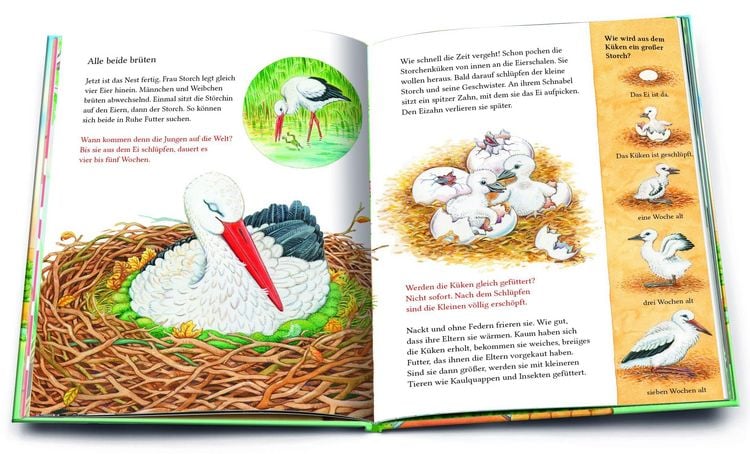 Produktbild: Ein kleiner Storch wird gro&szlig;. Eine Geschichte mit vielen Sachinformationen