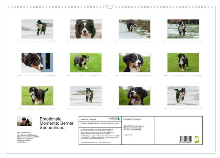 Produktbild: Emotionale Momente: Berner Sennenhund. (Wandkalender 2026 DIN A2 quer), CALVENDO Monatskalender
