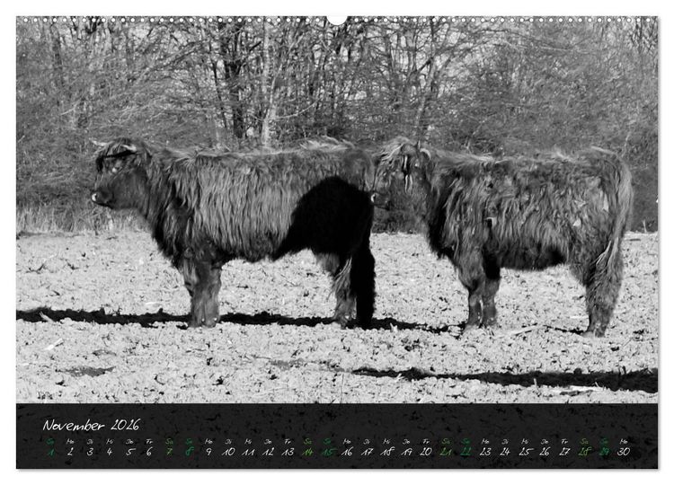 Produktbild: Highland Cattle vom Nordlicht - Faszination Hochland Rind (hochwertiger Premium Wandkalender 2026 DIN A2 quer), Kunstdruck in Hochglanz