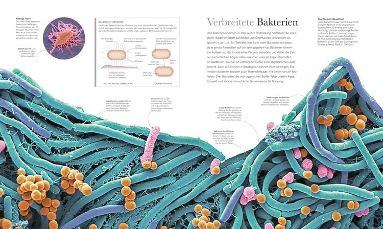 Produktbild: Mikrokosmos - Wunderwelt der kleinsten Lebewesen