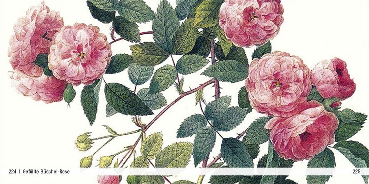 Produktbild: Historische Blumenbilder &ndash; Book To Go