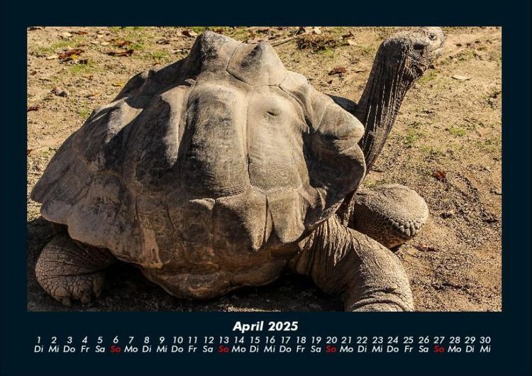 Produktbild: Schildkr&ouml;tenzauber 2025 Fotokalender DIN A4