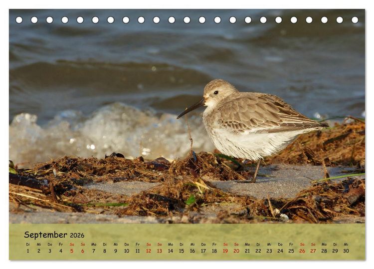 Produktbild: Wilder Nordosten - Aug in Aug mit Tieren der Ostseeregion (Tischkalender 2026 DIN A5 quer), CALVENDO Monatskalender