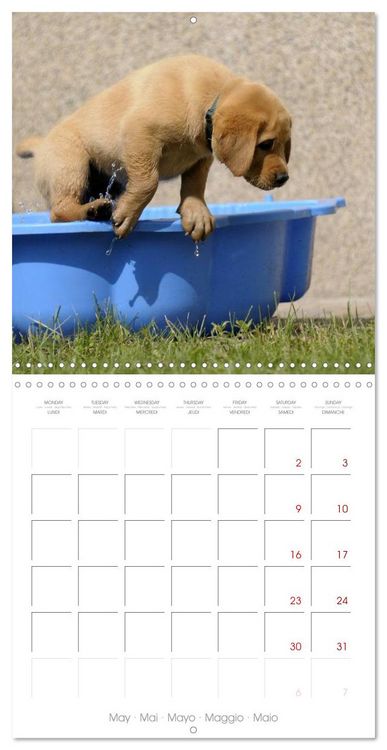 Produktbild: Labrador Retriever Puppies (Wall Calendar 2026 12 &times; 12 Inch) CALVENDO 12 Month Wall Calendar