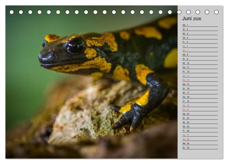 Produktbild: Salamander und Co. (Tischkalender 2026 DIN A5 quer), CALVENDO Monatskalender