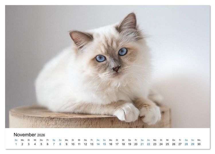 Produktbild: Heilige Birma Katzen - Eine Rasse mit traumhaft blauen Augen. (Tischkalender 2026 DIN A5 quer), CALVENDO Monatskalender