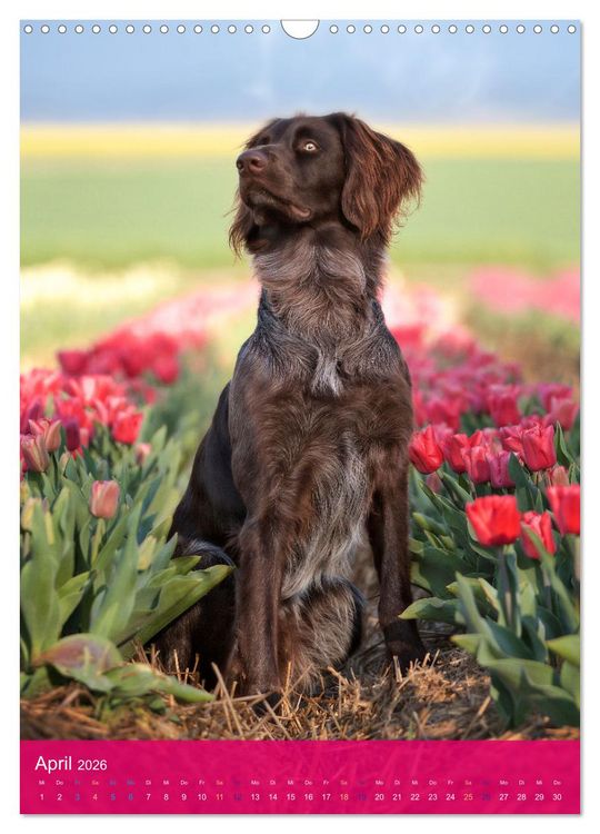 Produktbild: Deutsch Langhaar Butz - Jagdhund mit Passion und Herzblut (Wandkalender 2026 DIN A3 hoch), CALVENDO Monatskalender